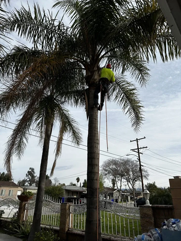 Expert outdoor landscaping for outdoor upgrades across Yucaipa, CA - MCA Tree Service