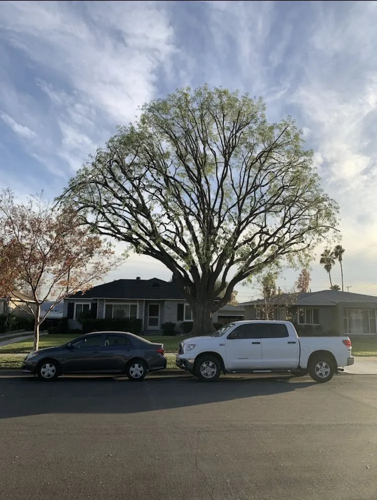 Local landscape design experts serving Yucaipa, CA - MCA Tree Service