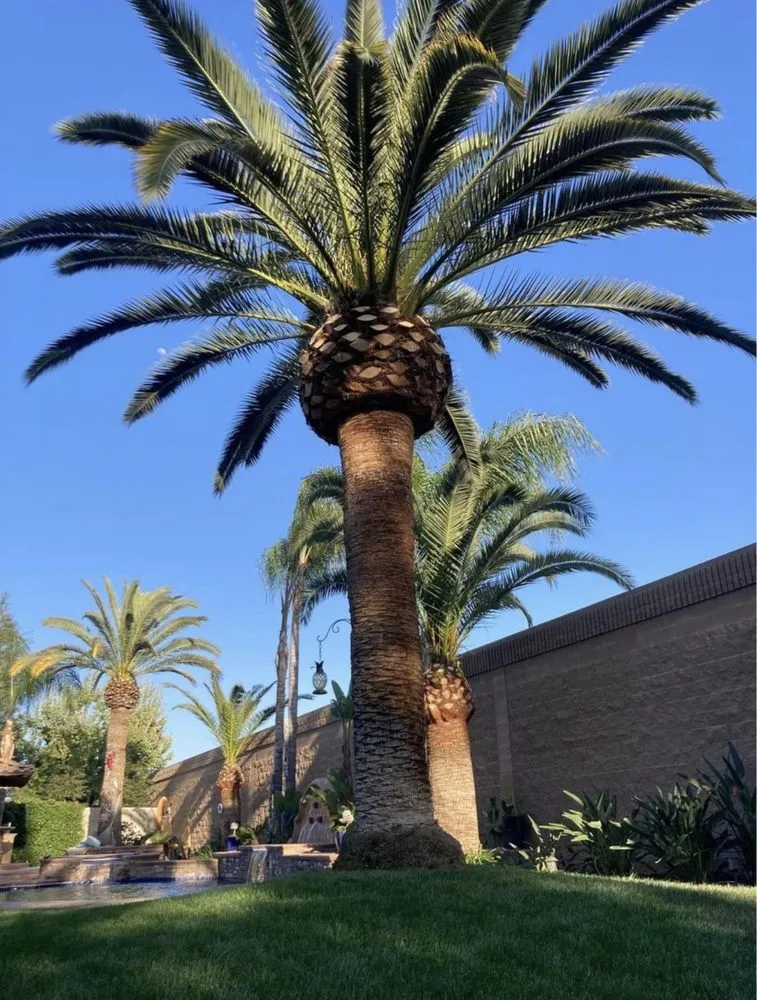 Custom garden landscaping in Yucaipa, CA - MCA Tree Service