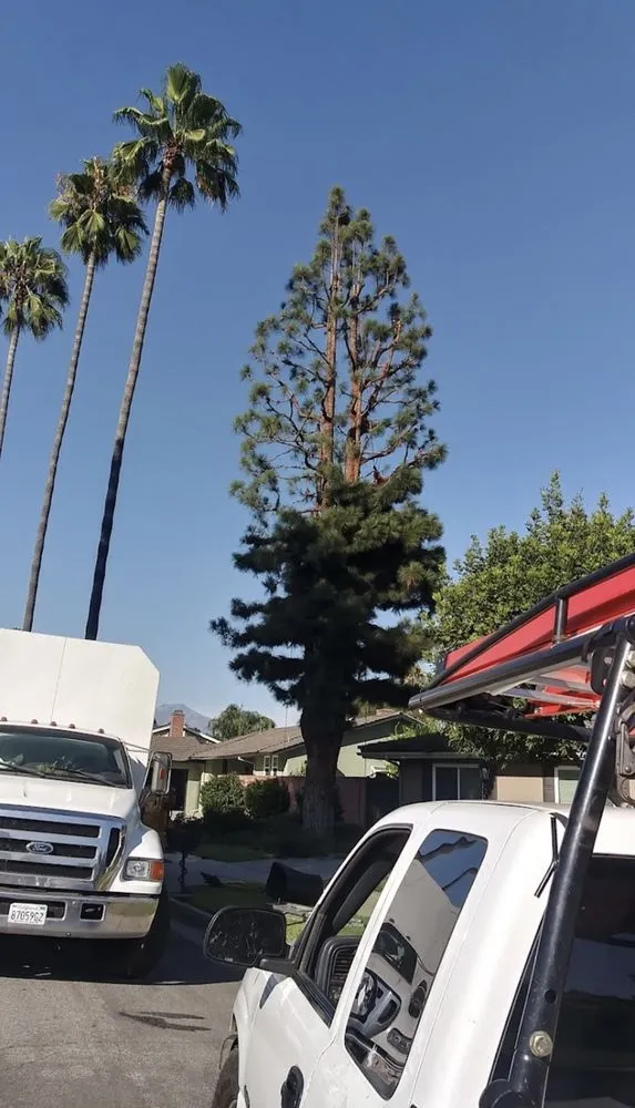 Custom landscape installation in Yucaipa, CA by MCA Tree Service