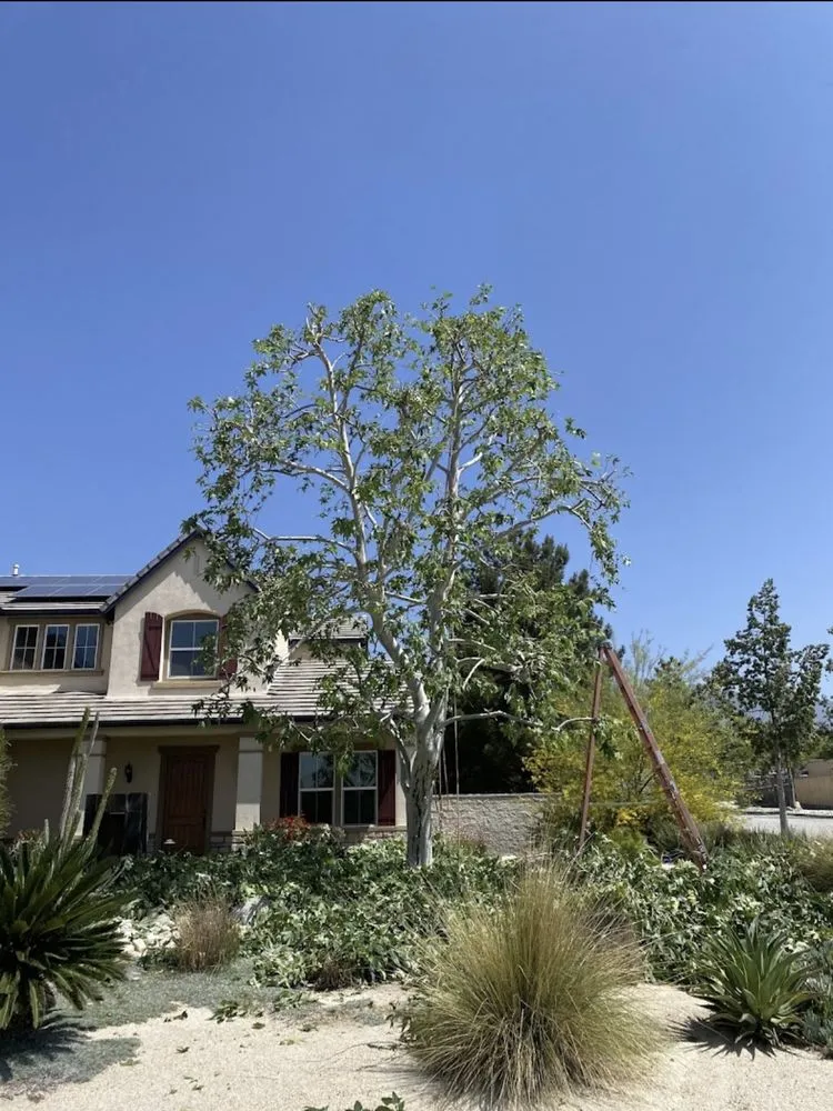 Local garden landscaping for beautiful yards in Yucaipa, CA by MCA Tree Service
