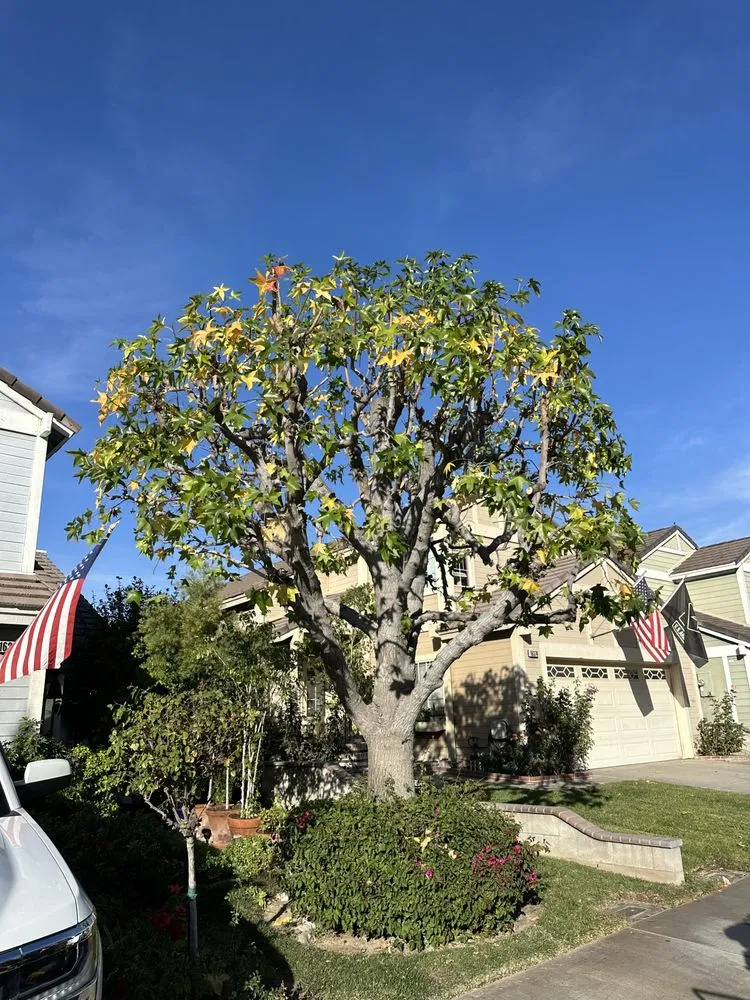 Reliable yard maintenance in Yucaipa, CA by MCA Tree Service