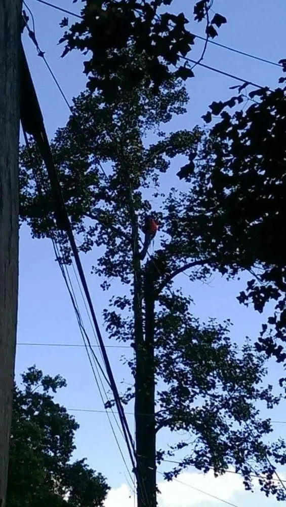 Affordable residential landscaping in Huntington, WV by McAdams Tree and Landscaping Service