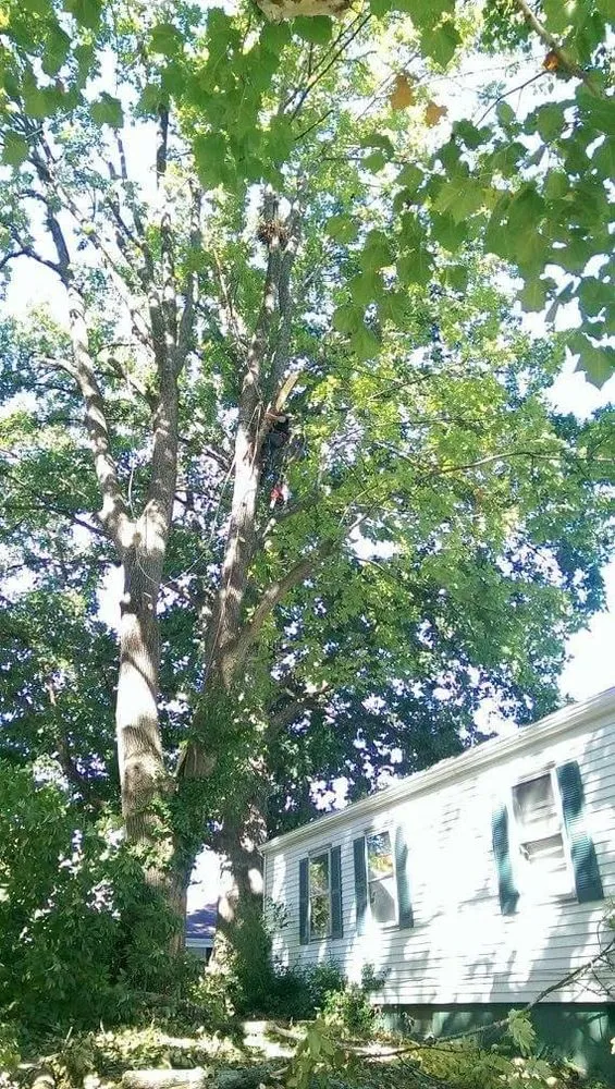 Expert landscape design in Huntington, WV by McAdams Tree and Landscaping Service