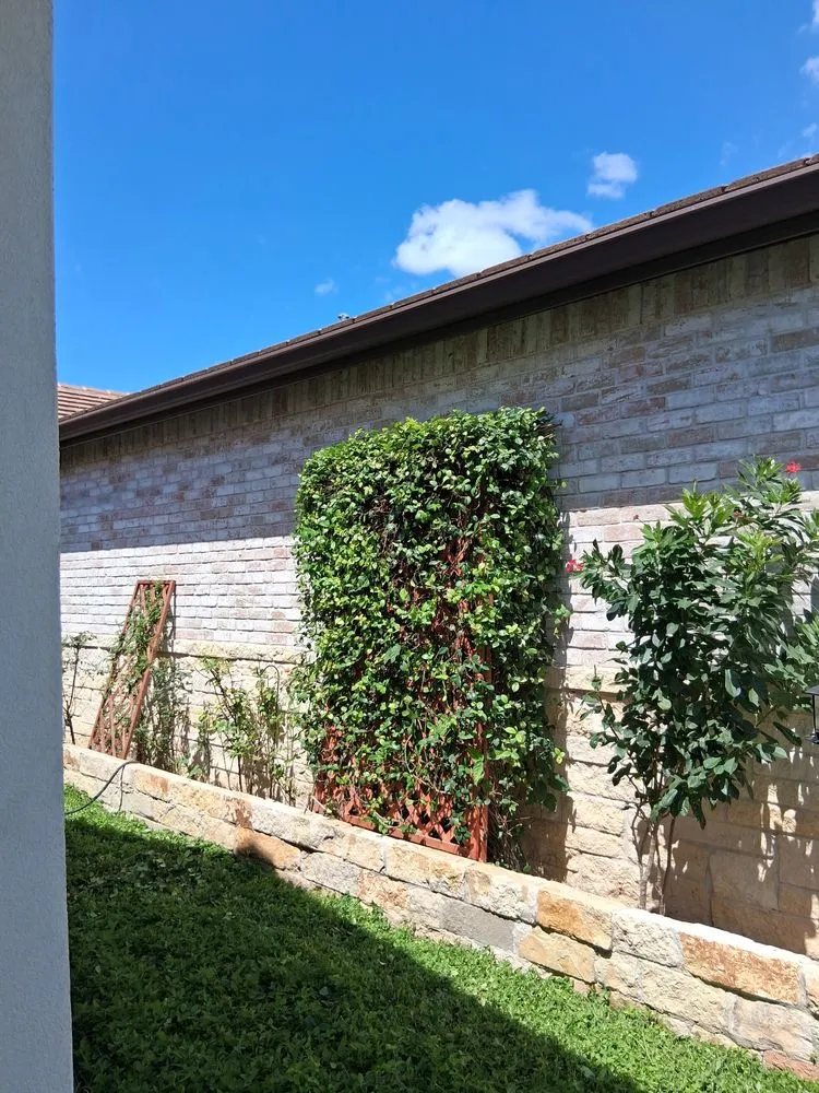 Expert yard cleanup service in McAllen, TX by Mcallen Tree Service