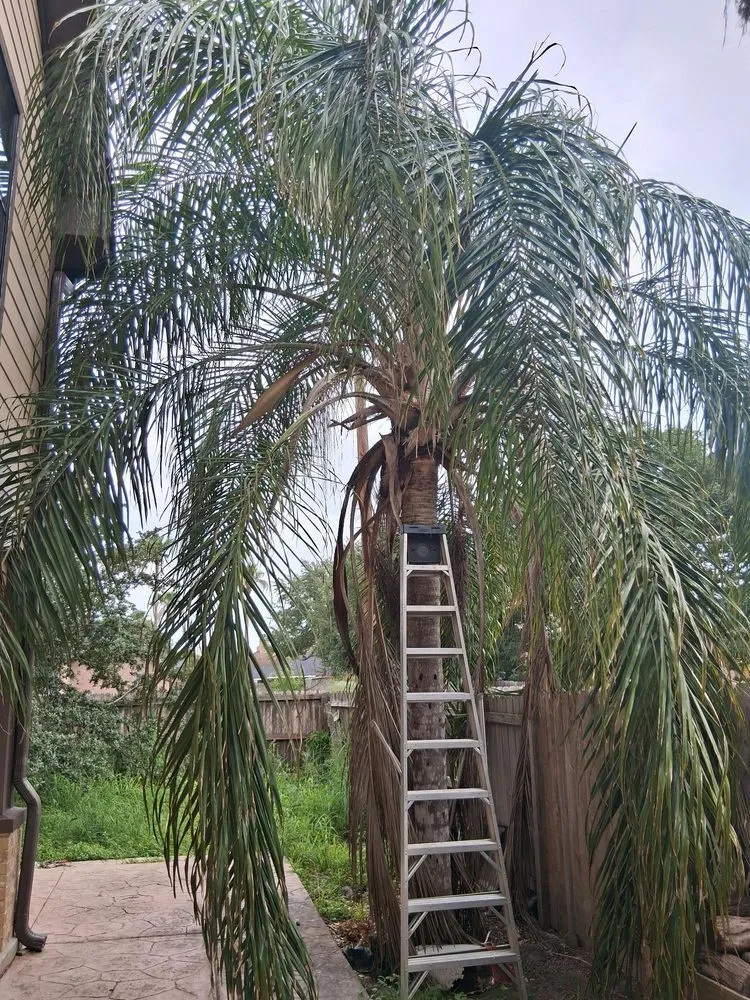 Top-rated yard cleanup service near you across McAllen, TX - Mcallen Tree Service