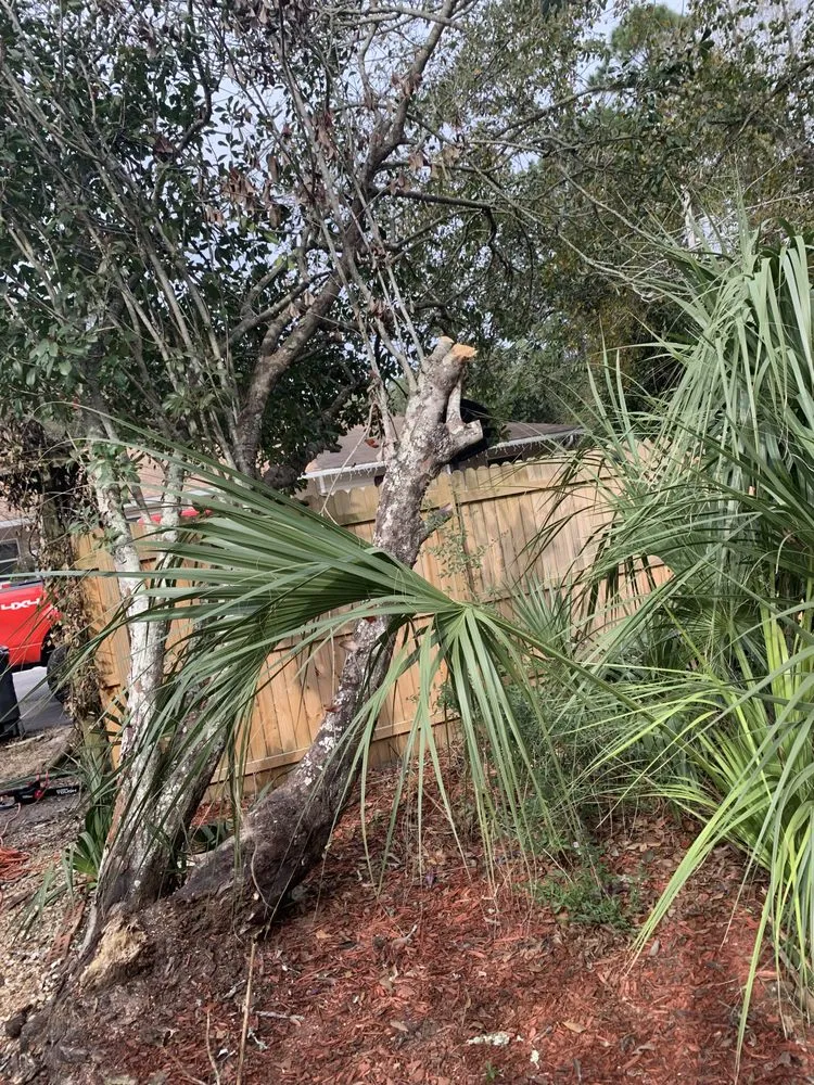 Trusted residential landscaping experts serving Madison, AL - Mcarthur Cleaning & Landscaping