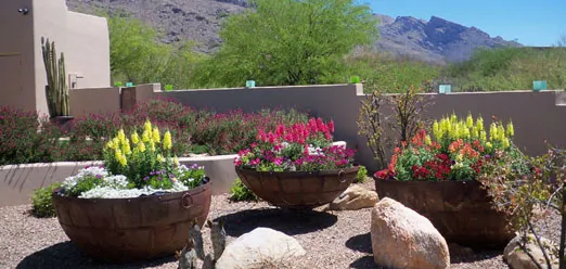 Professional lawn care service for homes across Tucson, AZ - McBride Landscaping and Yard Maintenance