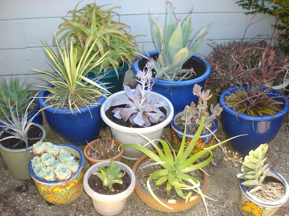 Expert outdoor landscaping in Berkeley, CA by McCaffrey Brothers, Inc.