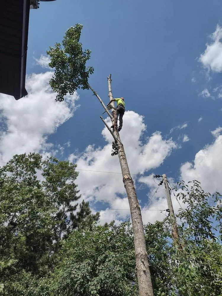 Professional yard cleanup service in Somerset, WI by McCallie's