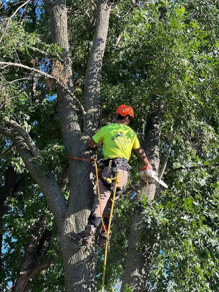 Trusted landscape installation in Somerset, WI by McCallie's