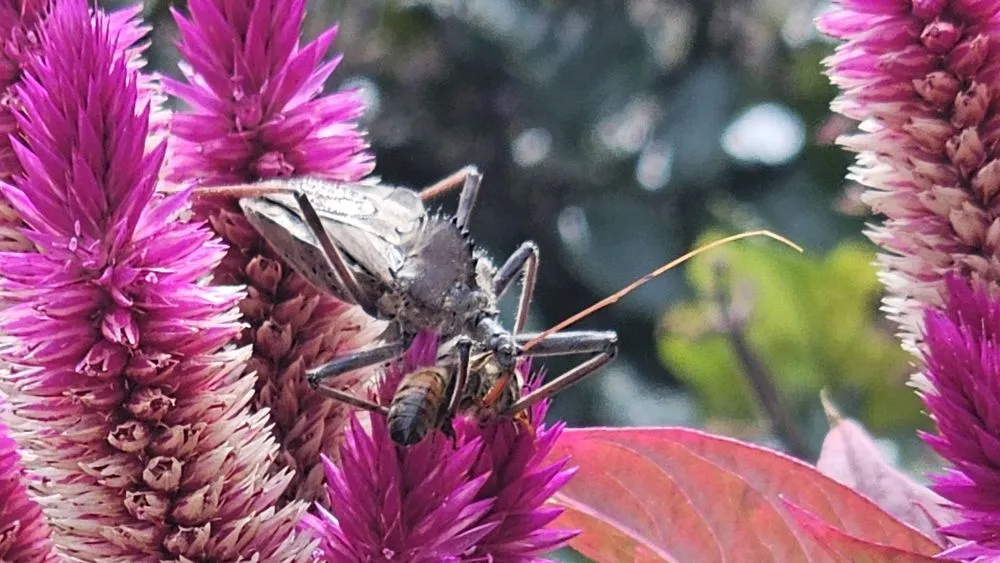 Top-rated lawn mowing service experts serving Brownsburg, IN - McCammon's Irish Market Brownsburg