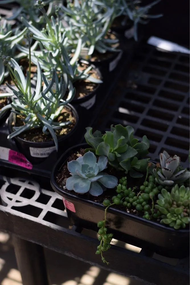 Affordable garden landscaping for residential properties in Brownsburg, IN by McCammon's Irish Market Brownsburg