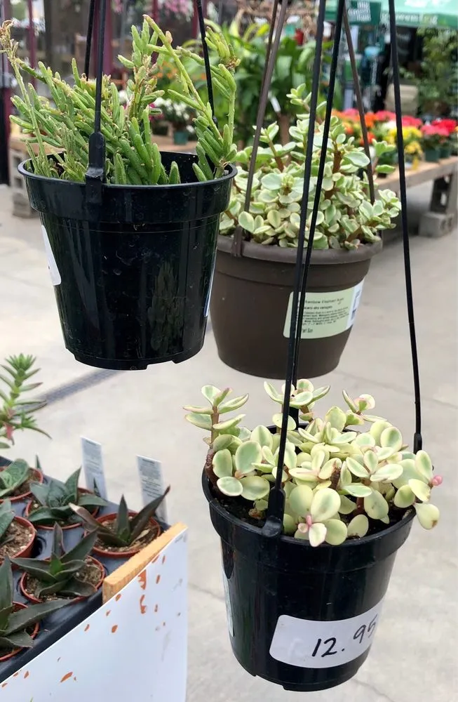 Expert yard cleanup service experts serving Brownsburg, IN - McCammon's Irish Market Brownsburg