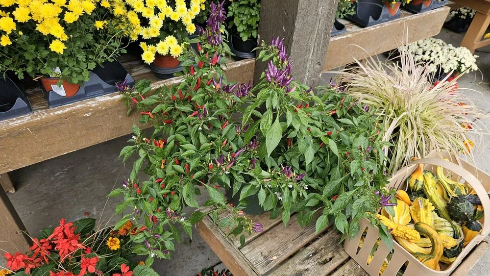 Trusted outdoor landscaping in Brownsburg, IN by McCammon's Irish Market Brownsburg