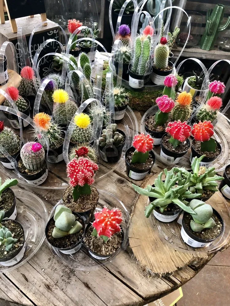 Top-rated residential landscaping in Brownsburg, IN - McCammon's Irish Market Brownsburg