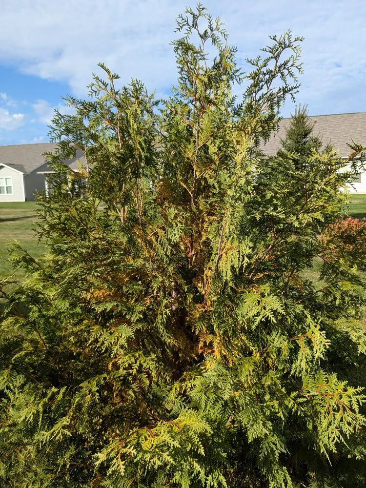 Expert landscape installation in Brownsburg, IN by McCammon's Irish Market Brownsburg