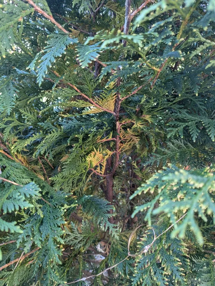 Top-rated yard cleanup service in Brownsburg, IN by McCammon's Irish Market Brownsburg