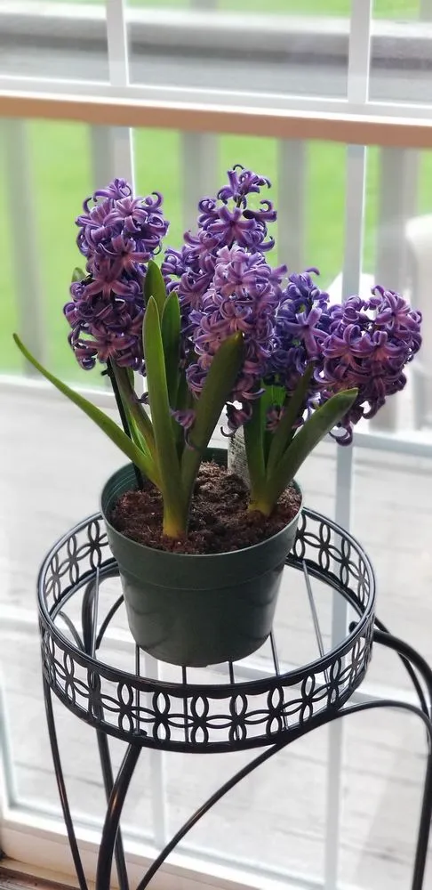 Professional garden landscaping with custom design across Greenwood, IN - McCammon's Irish Market