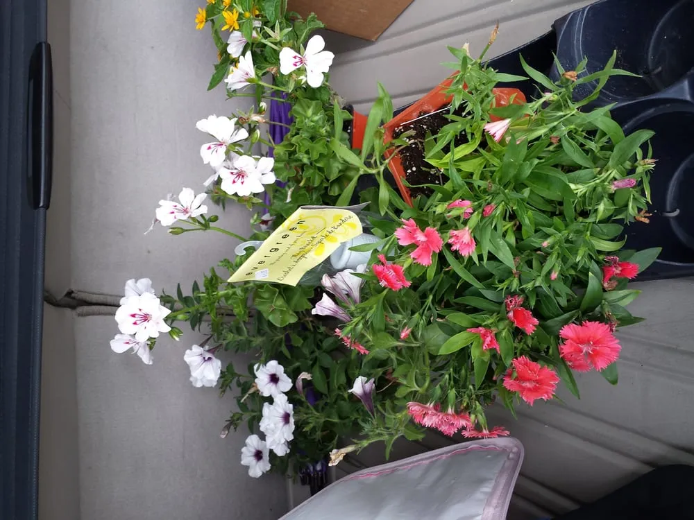 Affordable yard maintenance experts serving Greenwood, IN - McCammon's Irish Market