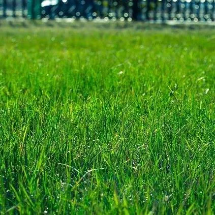 Trusted outdoor landscaping for beautiful yards across North Little Rock, AR - McCarter Landscapes