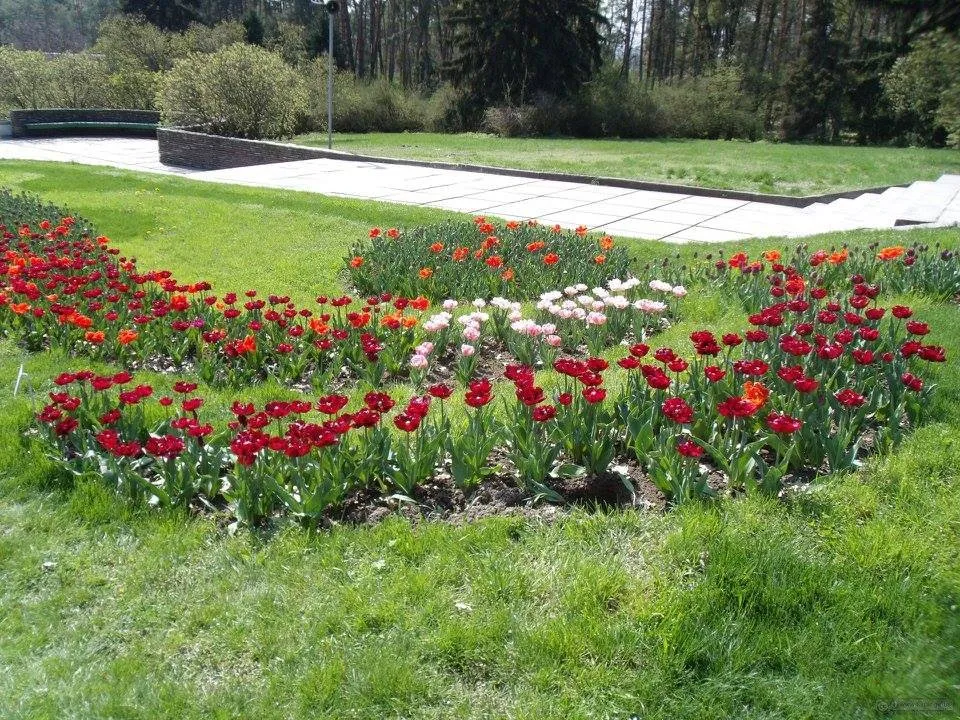 Professional landscaping services in North Little Rock, AR - McCarter Landscapes