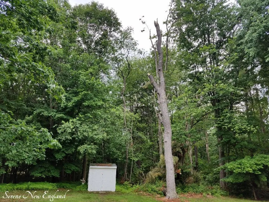 Trusted landscaping services in Portland, ME - McCarthy Tree Service