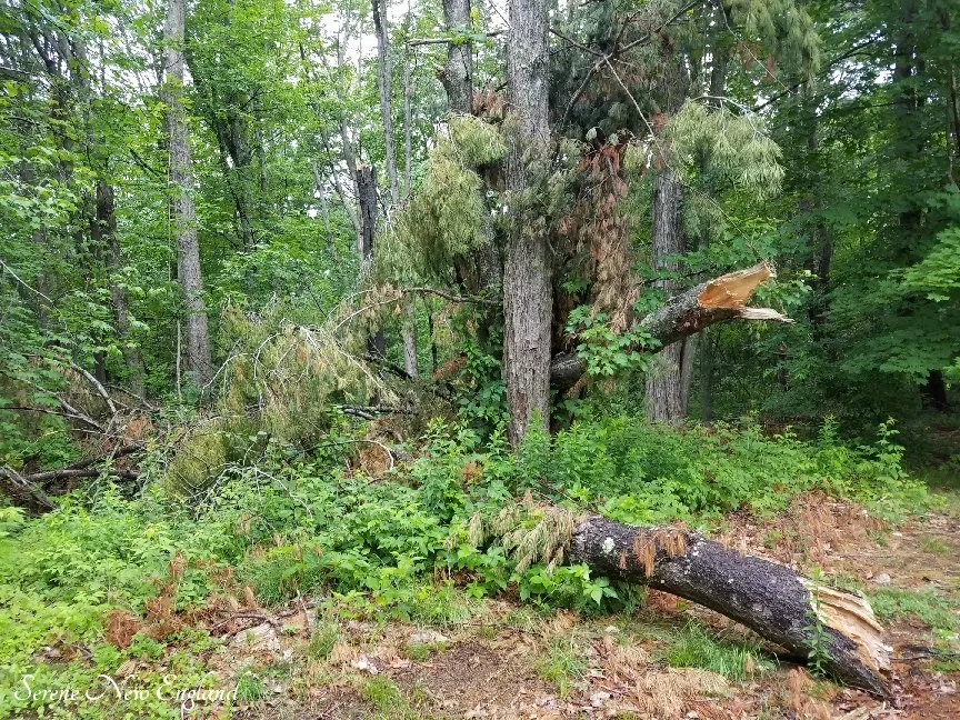 Top-rated lawn mowing service in Portland, ME - McCarthy Tree Service