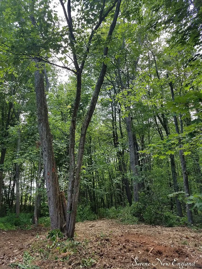 Expert lawn care service experts serving Portland, ME - McCarthy Tree Service