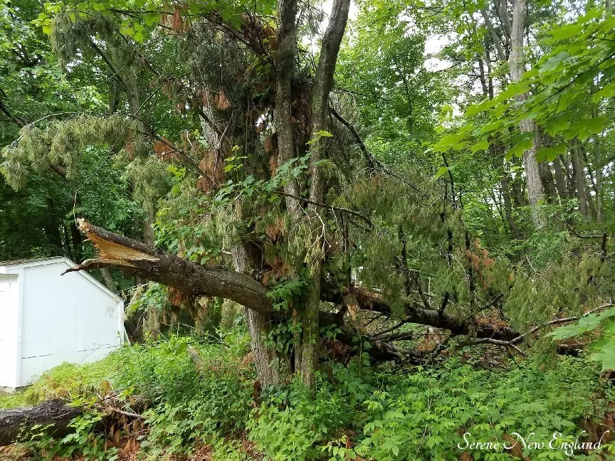 Trusted landscape installation in Portland, ME by McCarthy Tree Service