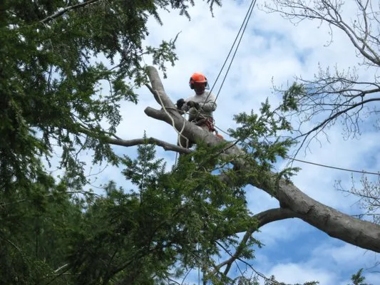 McCarthy Tree Service