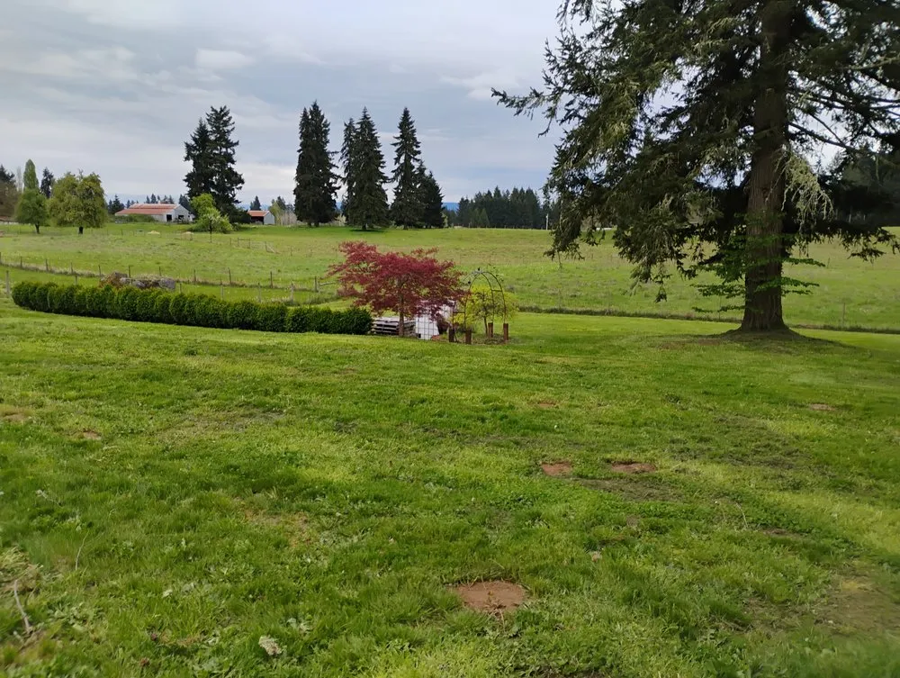 Local yard cleanup service experts serving Yelm, WA - McClary's Lawnscapes