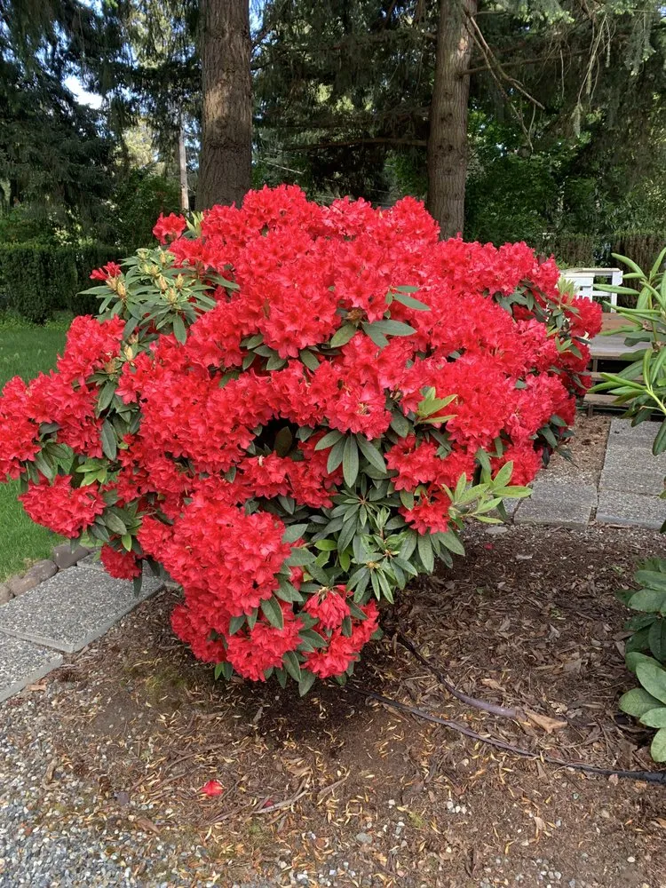 Custom outdoor landscaping experts serving Yelm, WA - McClary's Lawnscapes