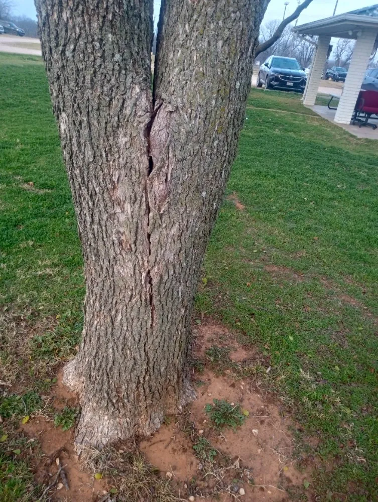 Expert yard cleanup service experts serving Wichita Falls, TX - McClendons Tree & Lawn Care Services