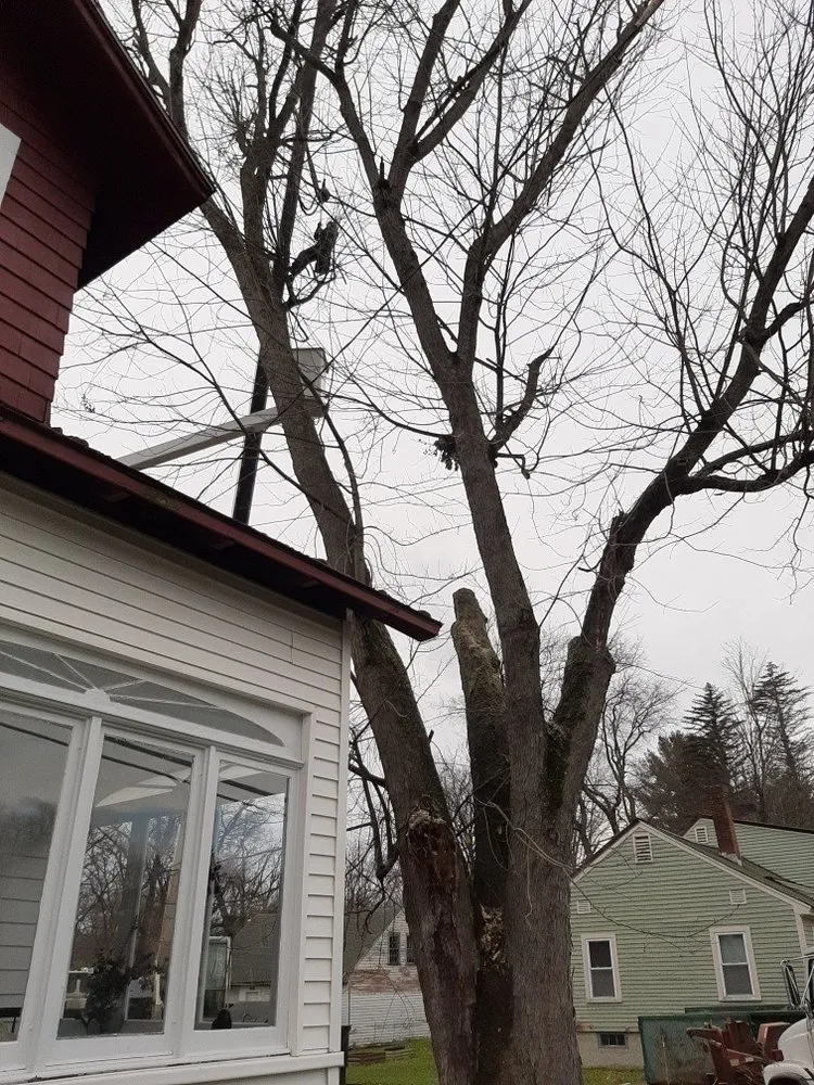 Professional landscape installation for beautiful yards across Keene, NH - McClure's Tree Service