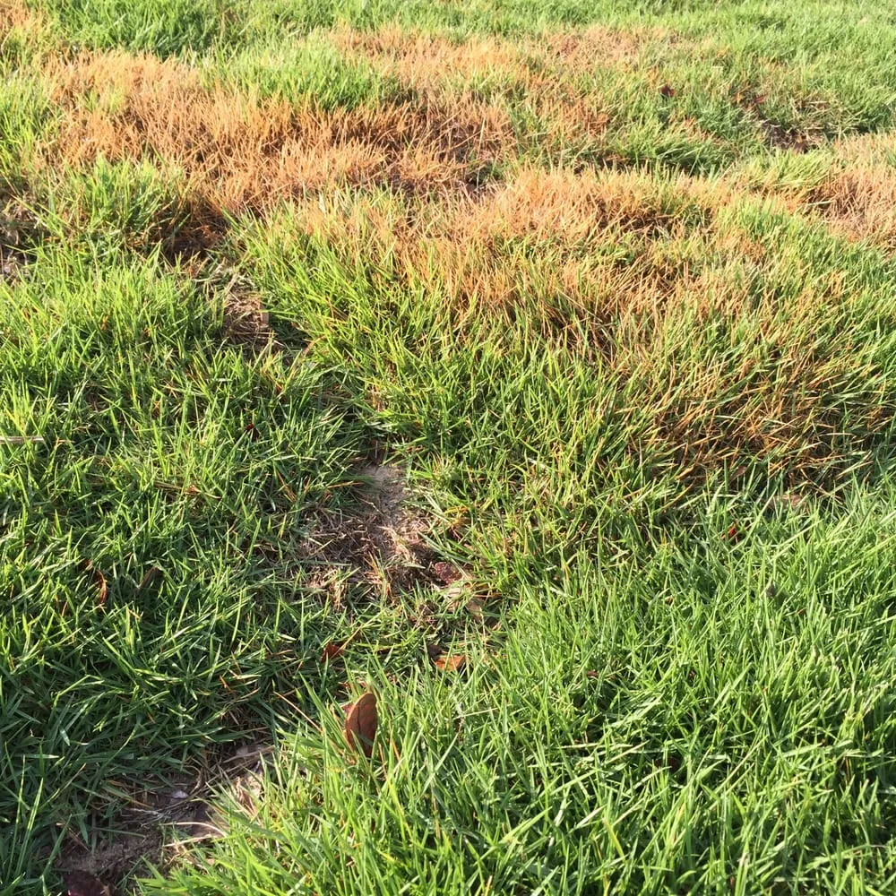 Top-rated landscape installation in Charleston, SC by McComb Landscaping