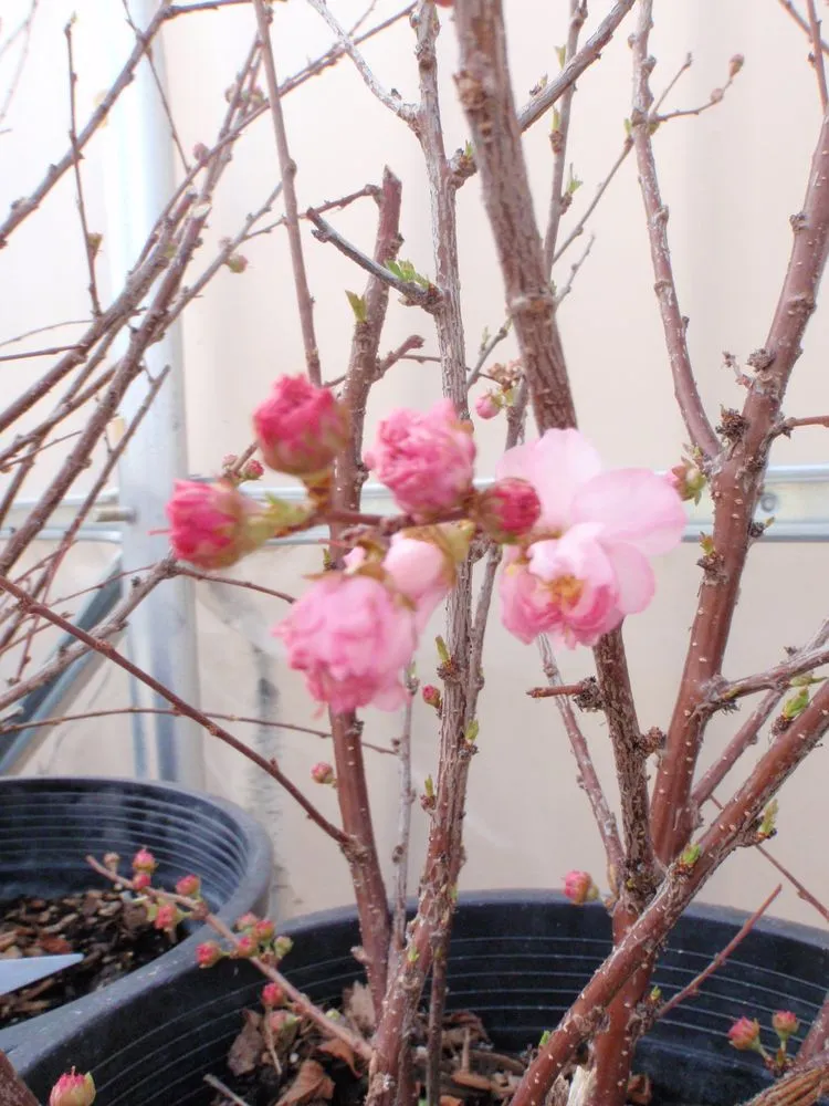 Affordable lawn mowing service experts serving Monument, CO - McCords Garden Center and Landscaping