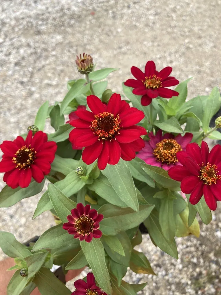 Reliable landscape design for residential properties across Beach Park, IL - McCormack Landscaping & Tree Trimming