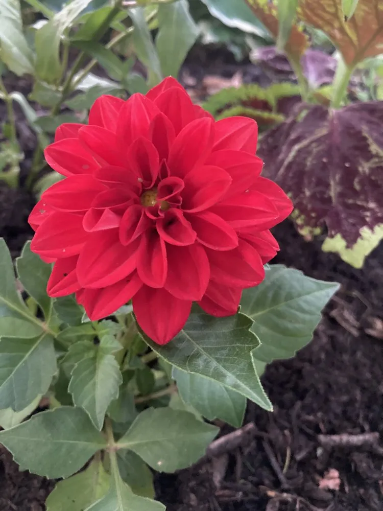 Professional landscape design in Beach Park, IL by McCormack Landscaping & Tree Trimming