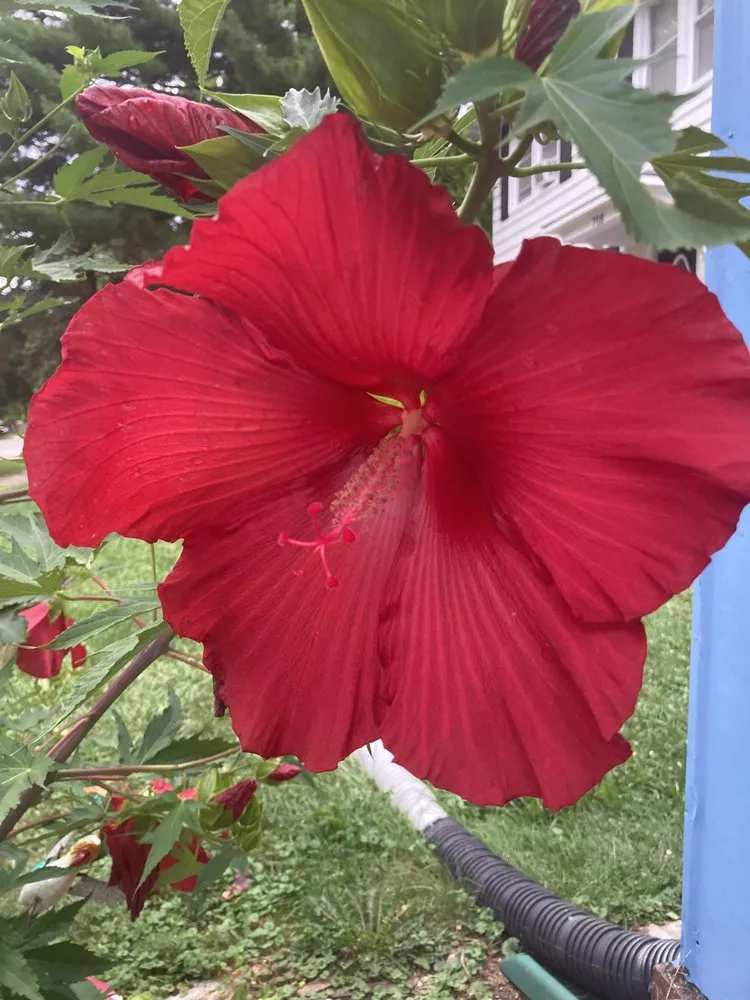 Reliable yard maintenance for residential properties across Beach Park, IL - McCormack Landscaping & Tree Trimming