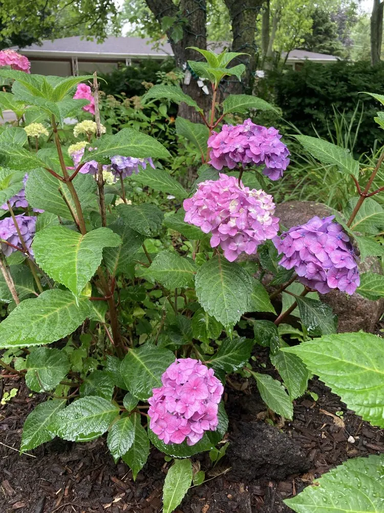 Expert garden landscaping for year-round maintenance in Beach Park, IL by McCormack Landscaping & Tree Trimming