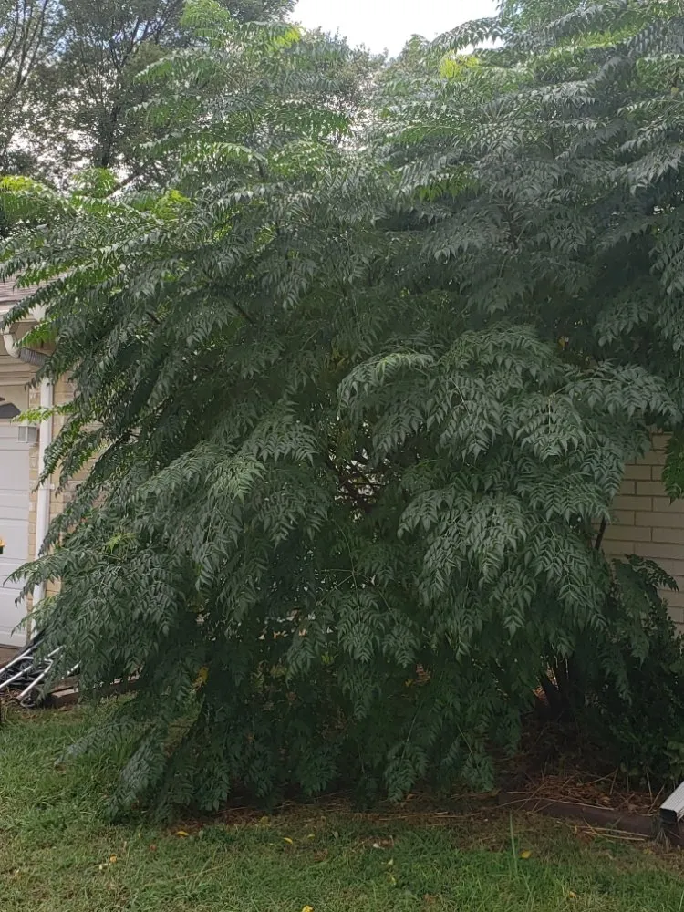 Expert yard maintenance in Denton, TX by McCoy Brothers Landscaping