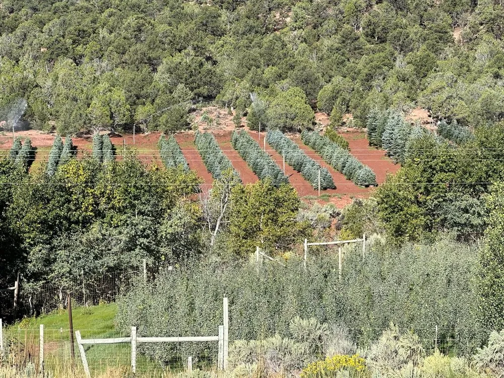 Custom yard cleanup service with custom design across Mccoy, CO - McCoy Tree Farm