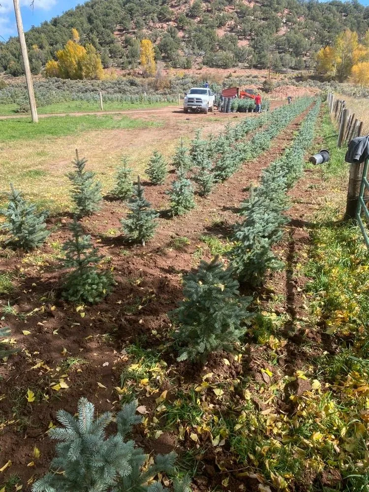 Affordable residential landscaping for homes across Mccoy, CO - McCoy Tree Farm