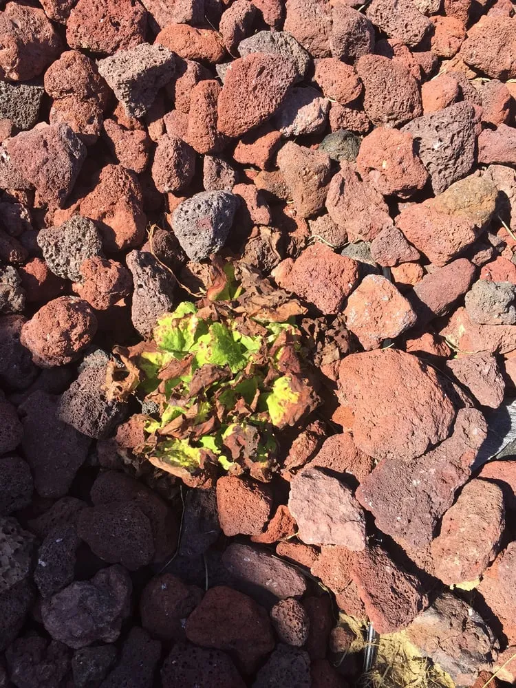 Local landscaping services in Charlestown, IN - McCoy's Nursery & Landscape