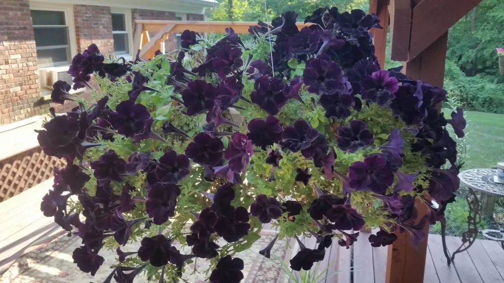 Top-rated outdoor landscaping in Charlestown, IN by McCoy's Nursery & Landscape