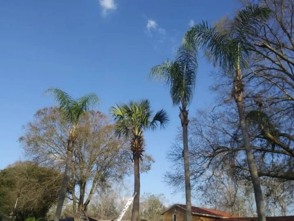 Expert landscape installation in Tampa, FL - Mccoy's Pressure washing & Landscaping