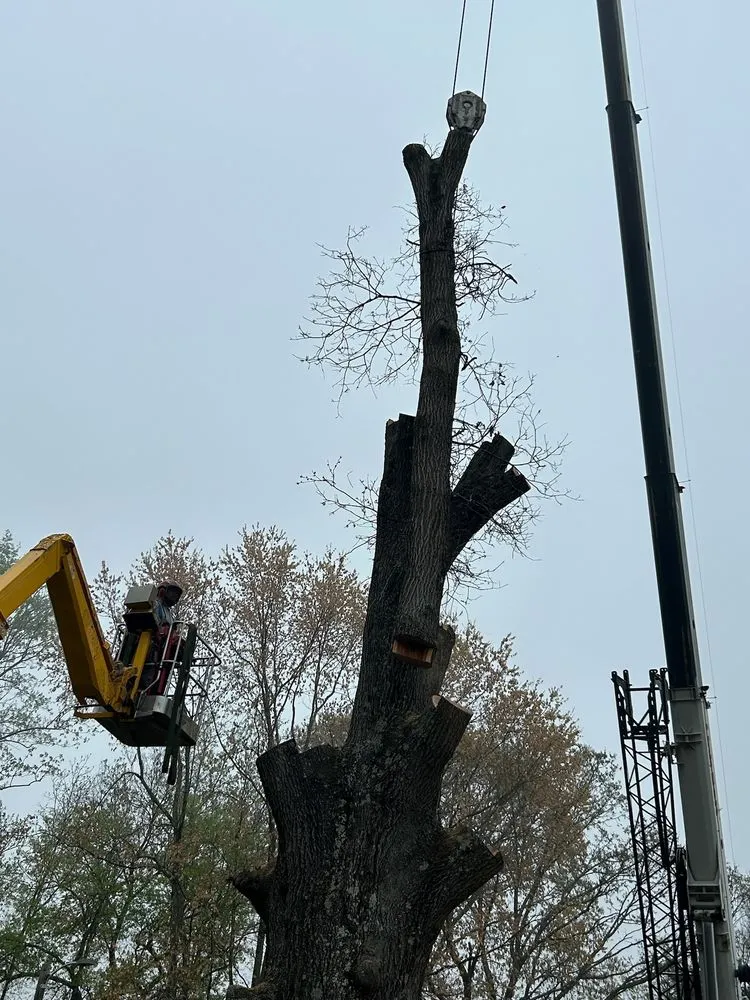 Trusted lawn care service for homes across Statesville, NC - McCoy's Services