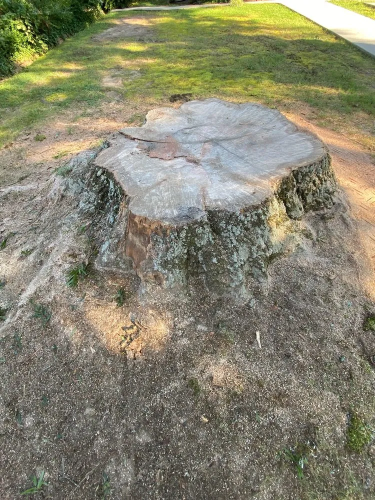 Reliable yard cleanup service near you across Statesville, NC - McCoy's Services