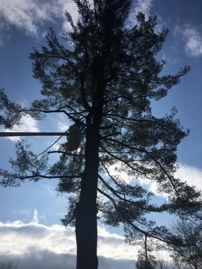 Professional yard cleanup service near you in Newtown, CT by Mcculloch Property Maintenance